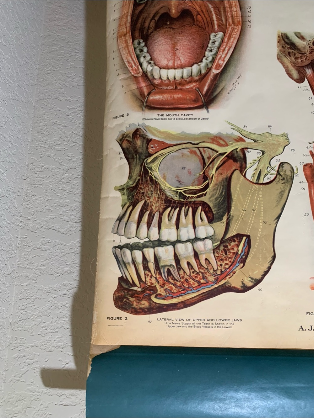 Antique American Frohse Anatomical Chart Head and Neck Signed Max Brotel 1919 - Picture 16 of 16